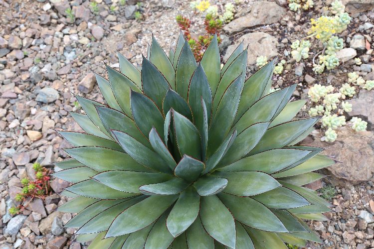 Blueish-grey to agave-blue-green. Inspired by the agave tree in