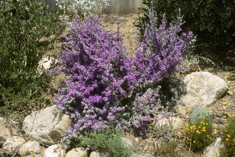 Leucophyllum laevigatum. Chihuahuan rain sage/Blue Texas Ranger. Native  evergreen shrub. Greenest foliage of L. species with l…