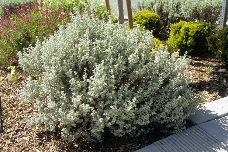 Roger's Gardens - Leucophyllum Texas Ranger is a soft, hearty