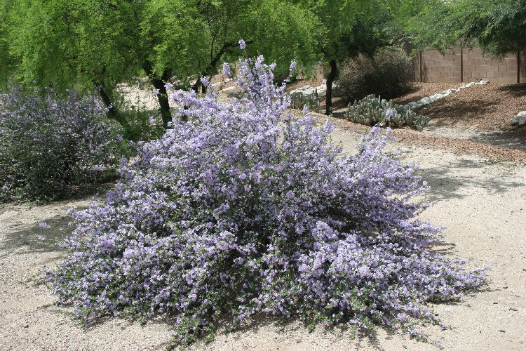 Leucophyllum laevigatum. Chihuahuan rain sage/Blue Texas Ranger. Native  evergreen shrub. Greenest foliage of L. species with l…