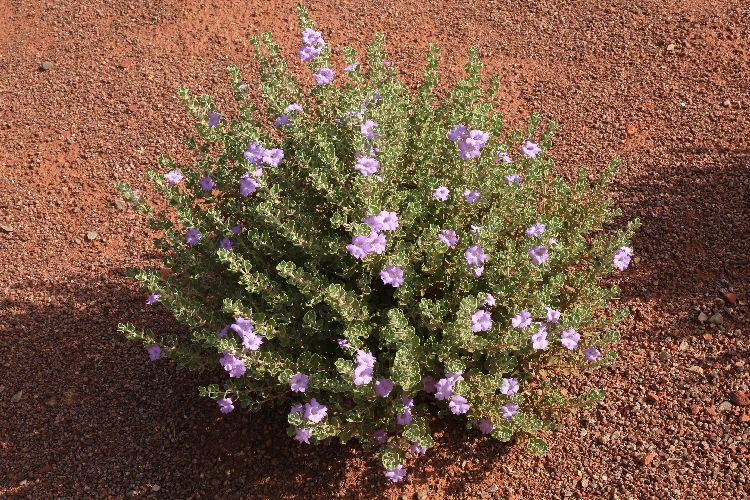 Leucophyllum laevigatum. Chihuahuan rain sage/Blue Texas Ranger. Native  evergreen shrub. Greenest foliage of L. species with l…