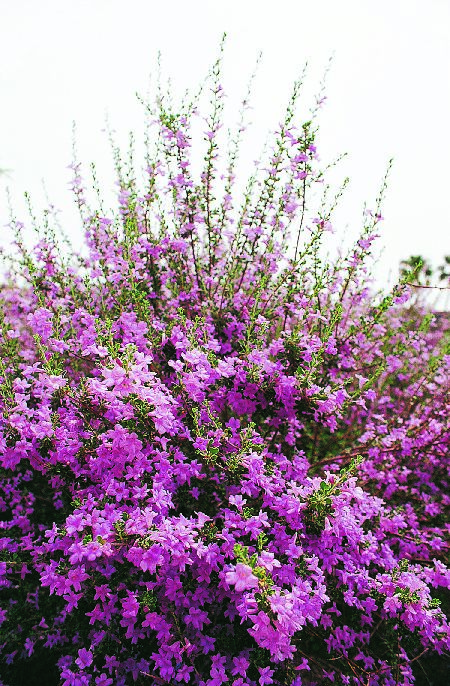 Leucophyllum laevigatum. Chihuahuan rain sage/Blue Texas Ranger. Native  evergreen shrub. Greenest foliage of L. species with l…