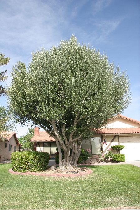 Fruitless Olive Tree: Plant Care & Growing Guide