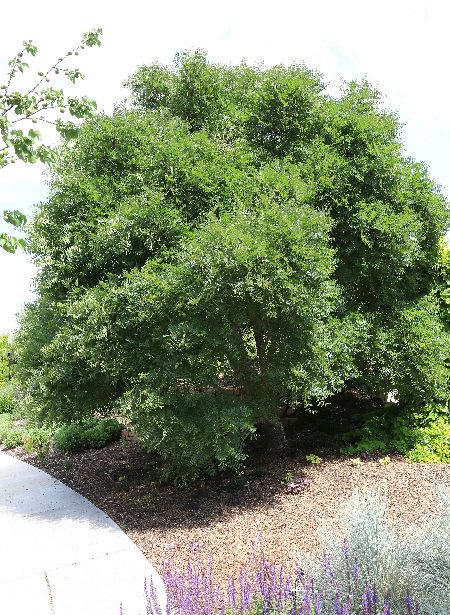 Erba pipa Contea Gentile Stella del Sud - Hydroweed